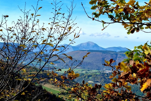 Nella foto il tipico paesaggio marchigiano, Tra le fronde di un albero si scorgono le colline verdi e, in lontananza, i monti sibillini. Sullo sfondo, il cielo azzurro