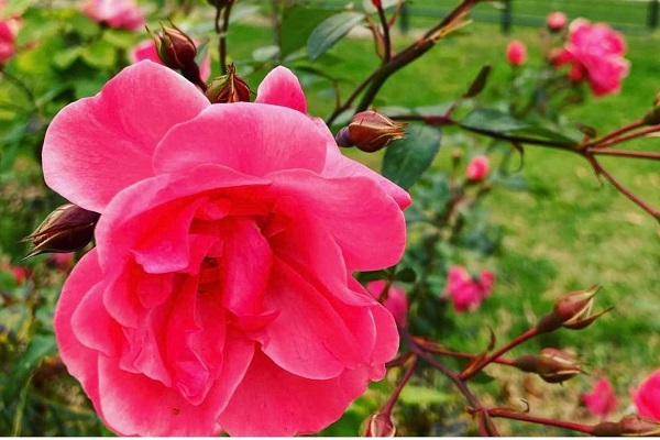 Un cespuglio di rose rosa con un bellissimo fiore in primo piano