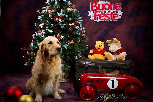 Il nostro bellissimo Italo posa davanti a un albero di Natale. Tutto intorno ci sono giocattoli e doni per le feste. In alto a destra la scritta Buone Feste!